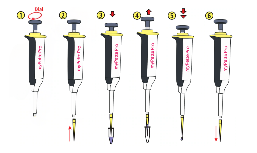 Measuring Accuracy of a Micropipette