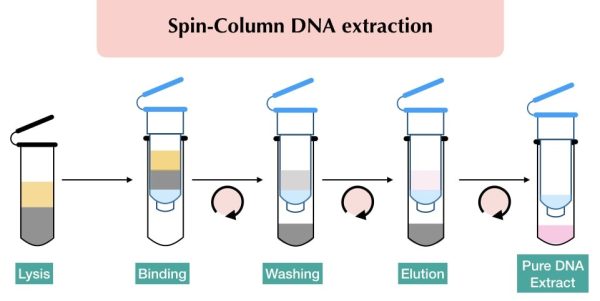 How Spin Columns Work In Nucleic Acid Purification A Step by Step how-spin-columns-work-in-nucleic-acid-purification-a-step-by-step