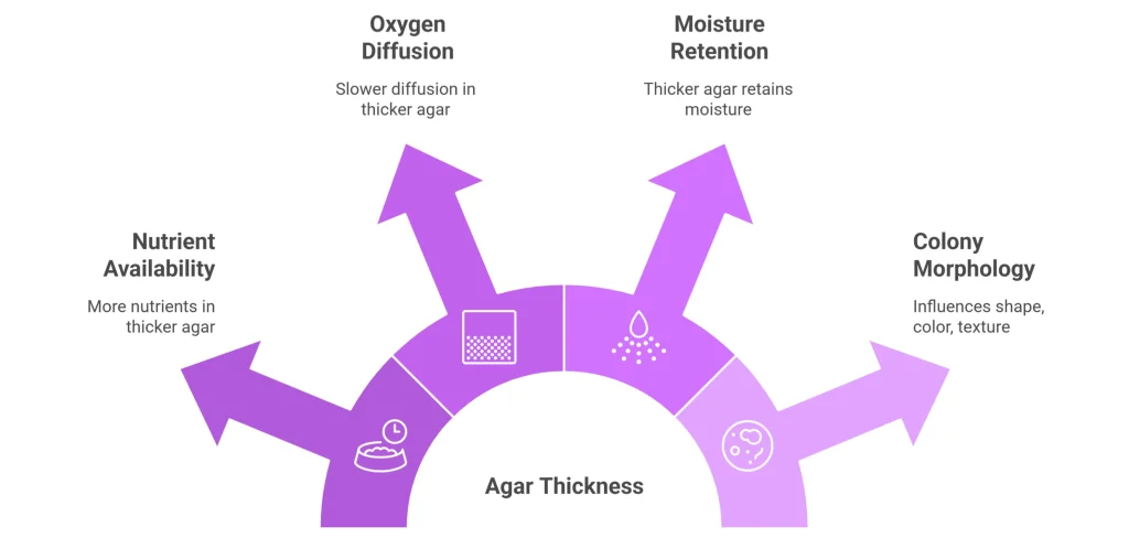 Agar Thickness